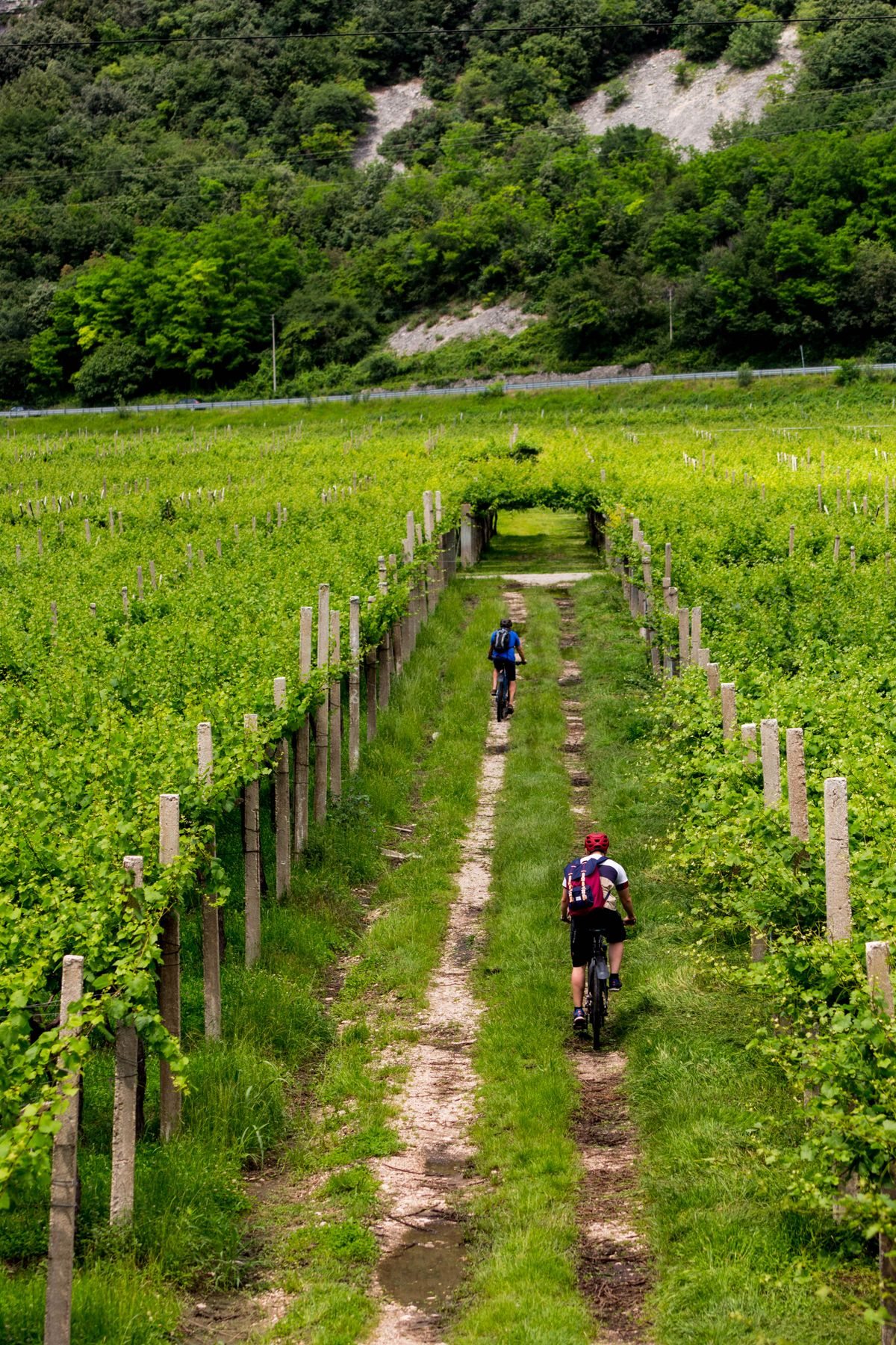Ciclistas pedalando por um caminho entre vinhedos