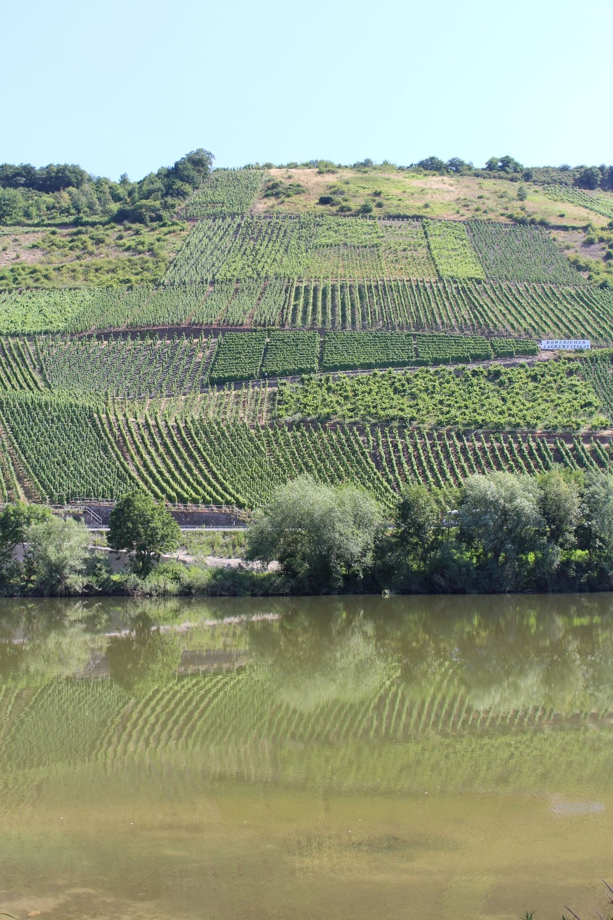 Vinhedos em terraços refletidos no rio Mosel, Alemanha